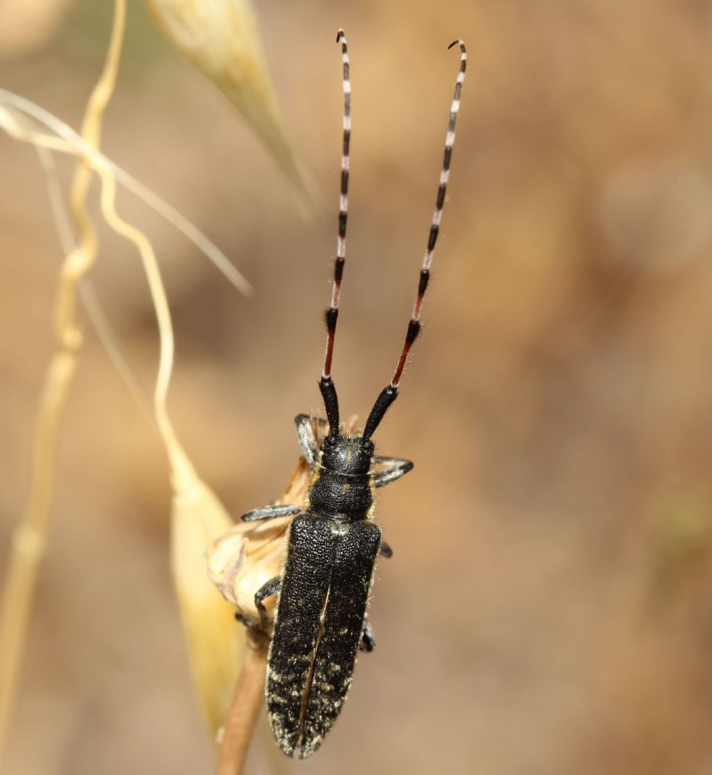 Agapanthia sicula malmerendii